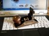 Stanley 212 Scraper Plane